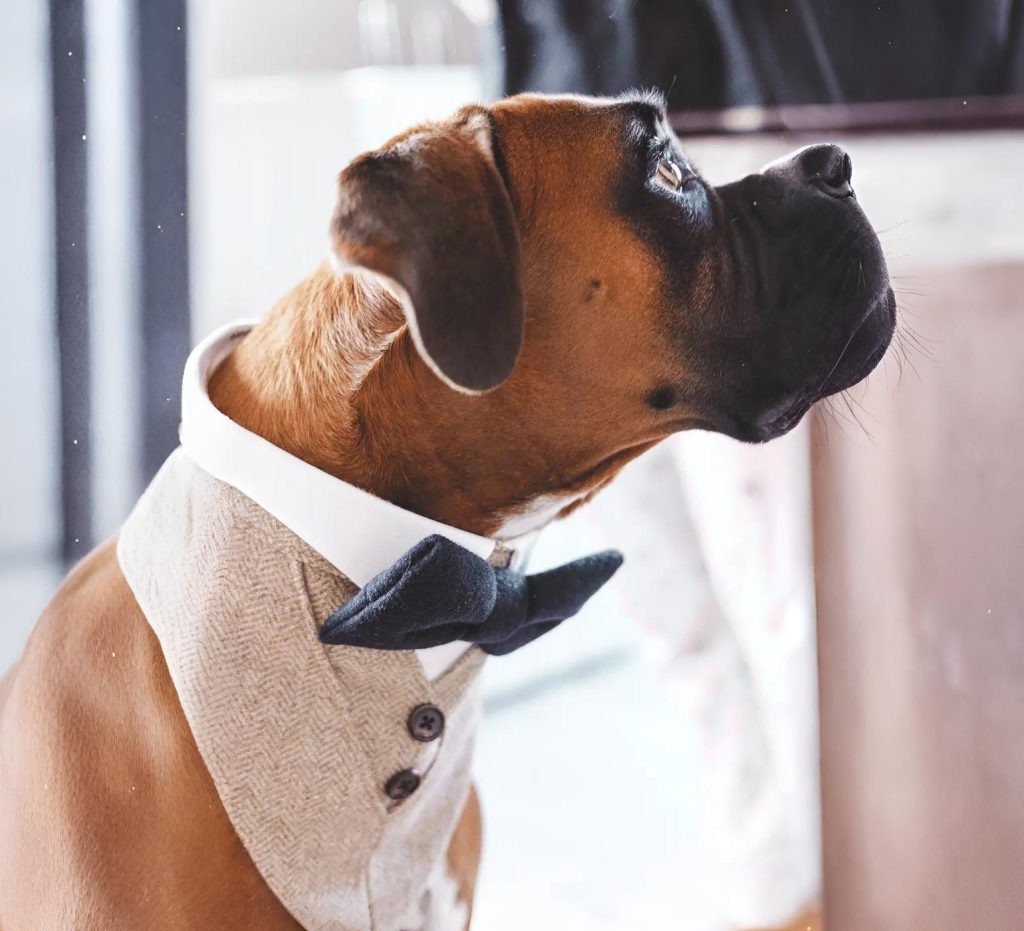 Boxer dog dressed in a beige vest with buttons and a black bow tie, looking up attentively indoors.