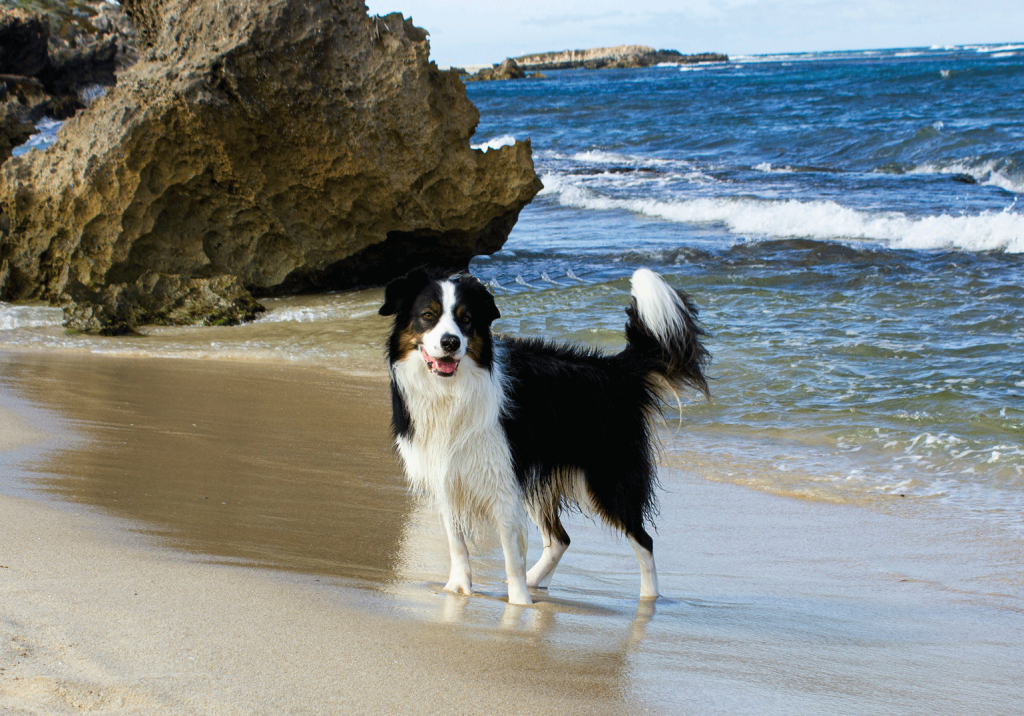 A dog stands on the sandy beach, gazing at the waves of the ocean under a clear blue sky.